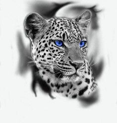 Snow Leopard Tattoo 49