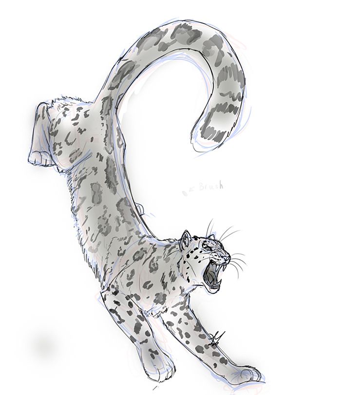 Snow Leopard Tattoo 51