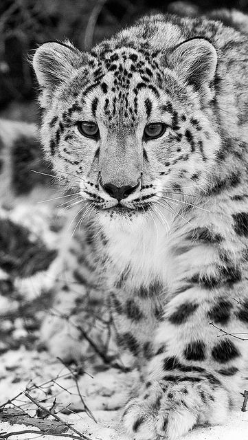 Snow Leopard Tattoo 67