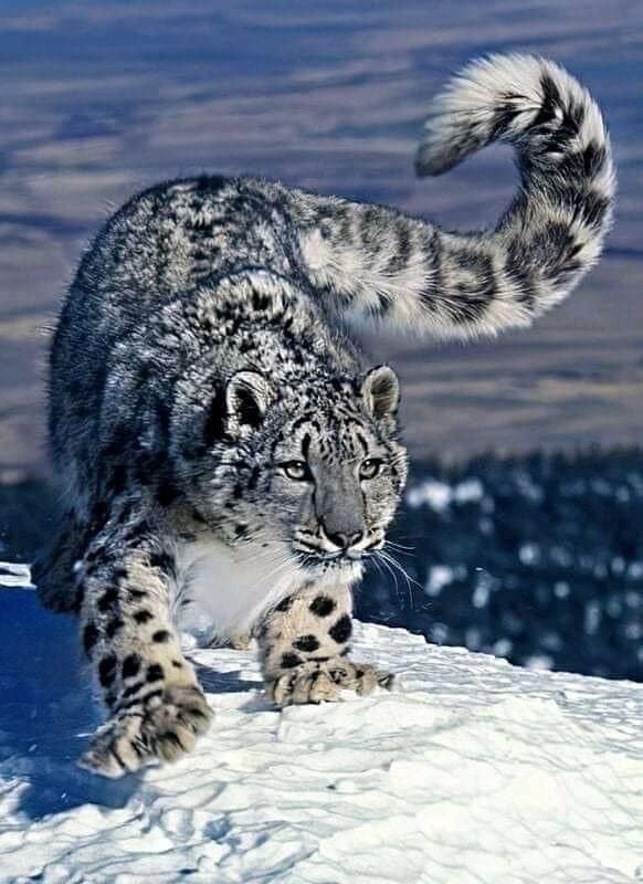 Snow Leopard Tattoo 70