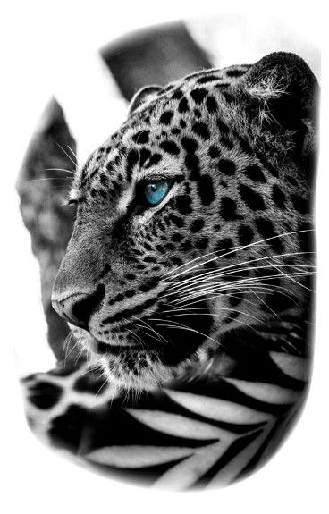 Snow Leopard Tattoo 82
