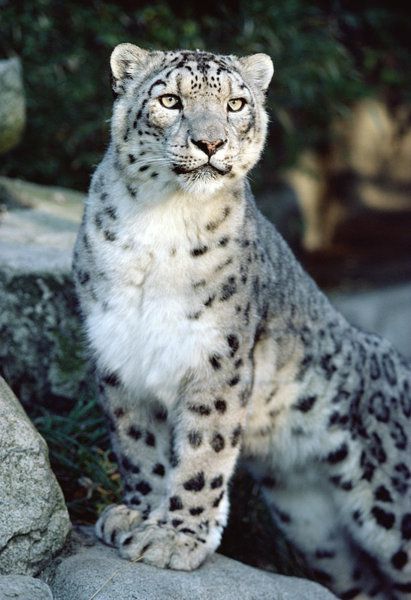Snow Leopard Tattoo 83