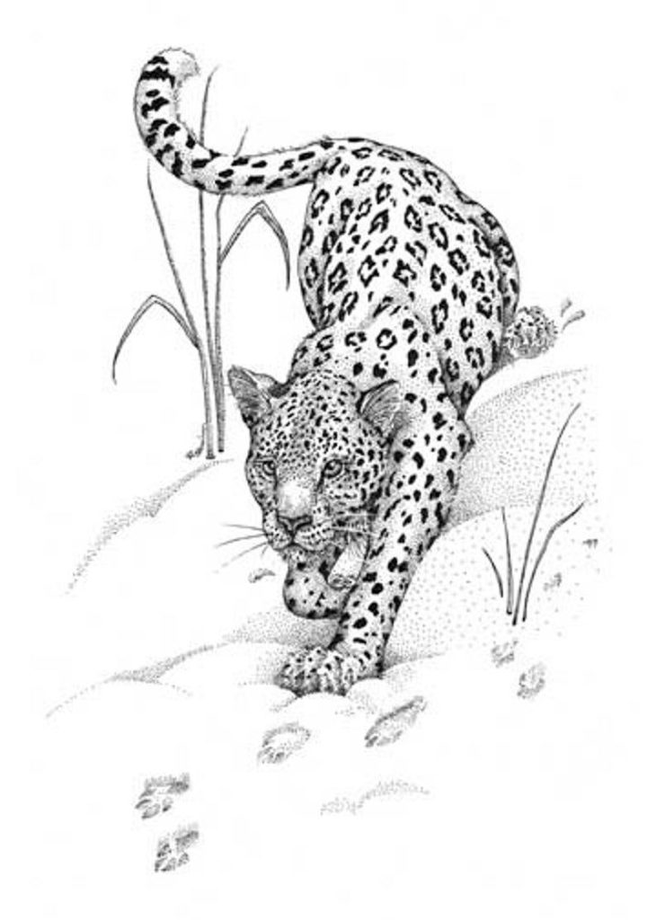 Snow Leopard Tattoo 85