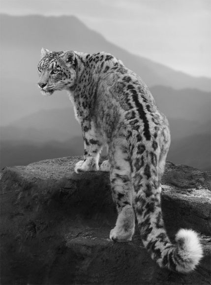 Snow Leopard Tattoo 93