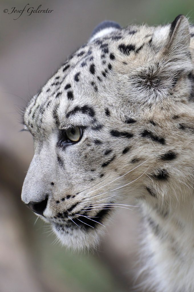 Snow Leopard Tattoo 94