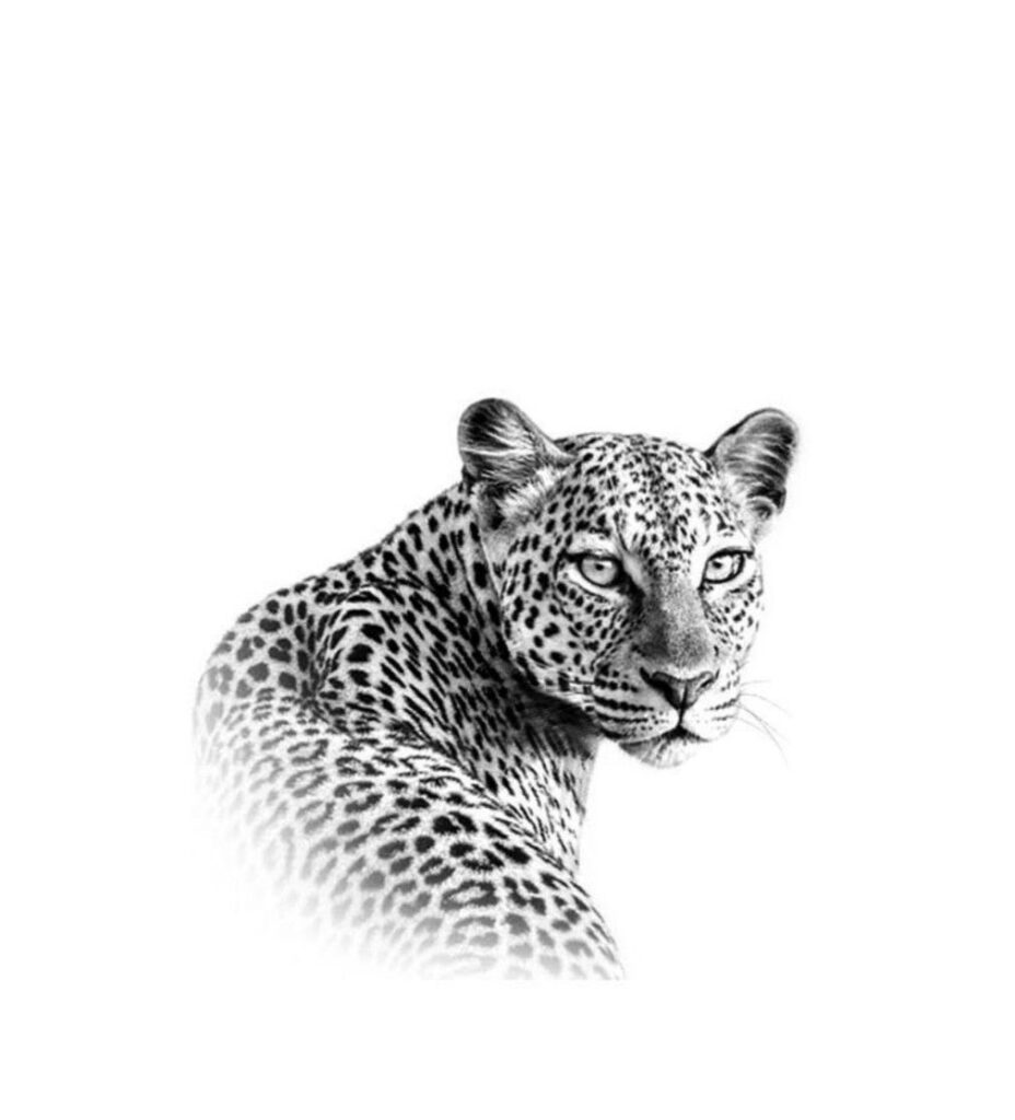 Jaguar Tattoos 148