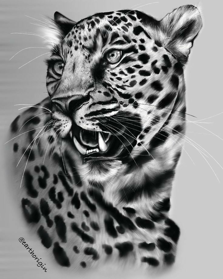 Jaguar Tattoos 39