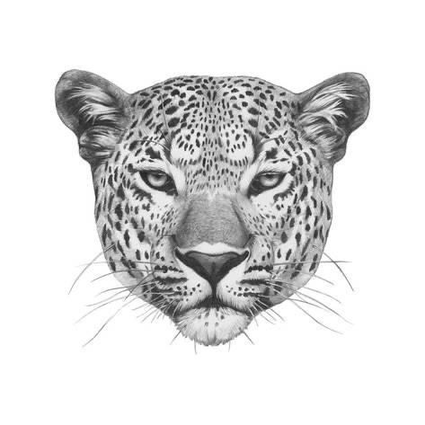 Jaguar Tattoos 66