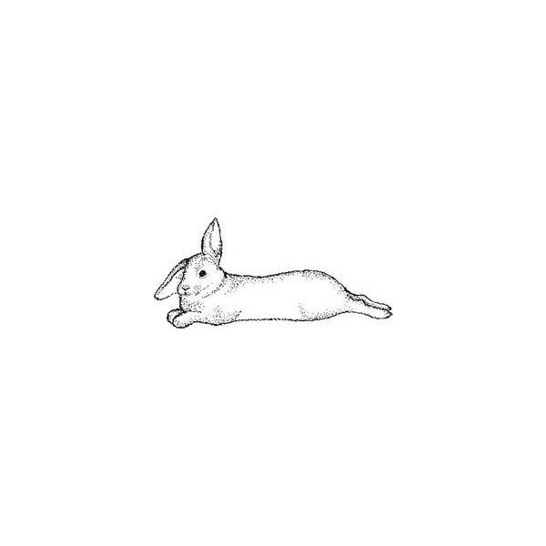 Rabbit Tattoo 196