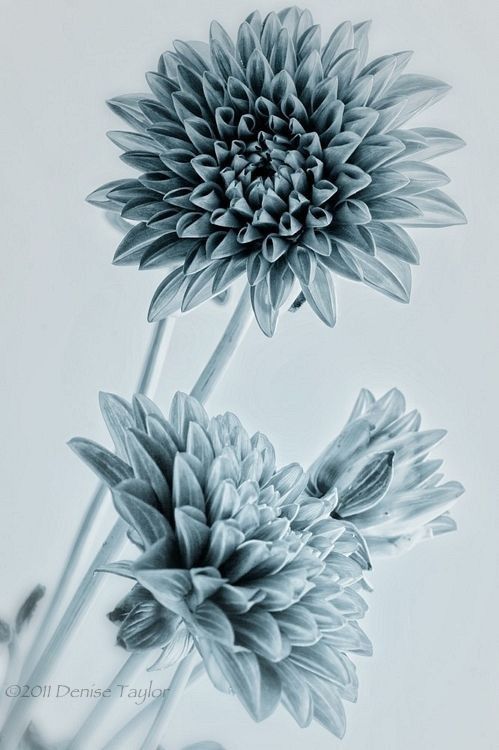 Dahlia Tattoo 147