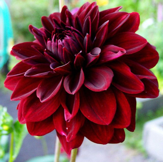 Dahlia Tattoo 148