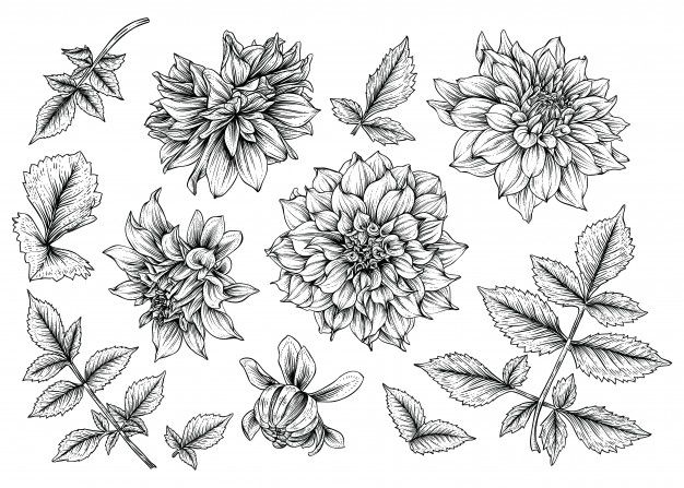 Dahlia Tattoo 153