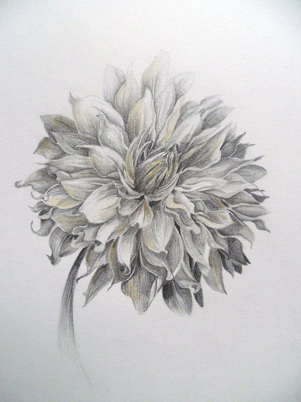 Dahlia Tattoo 165