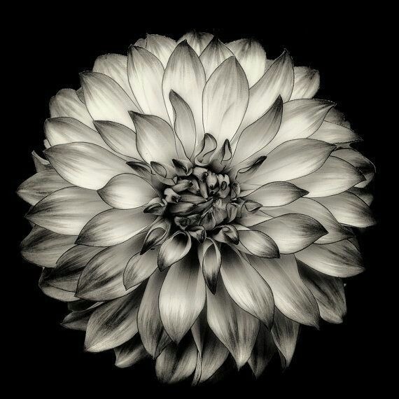 Dahlia Tattoo 169