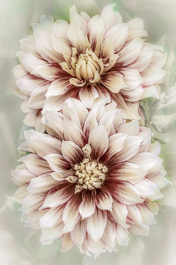 Dahlia Tattoo 93