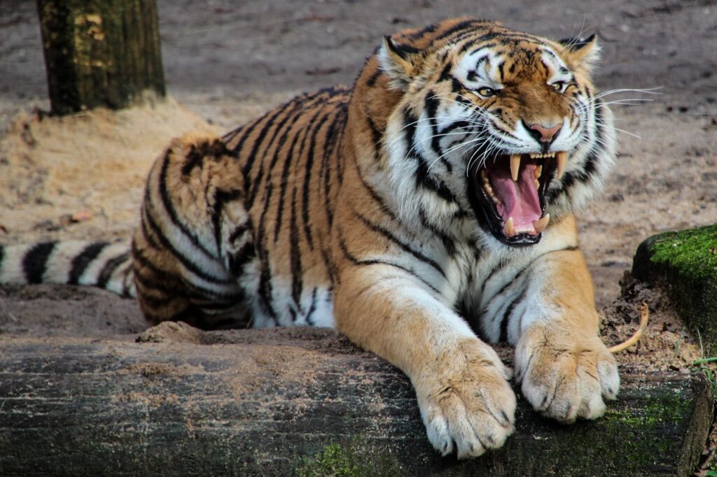Tiger Roar