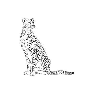 Cheetah Tattoo 130