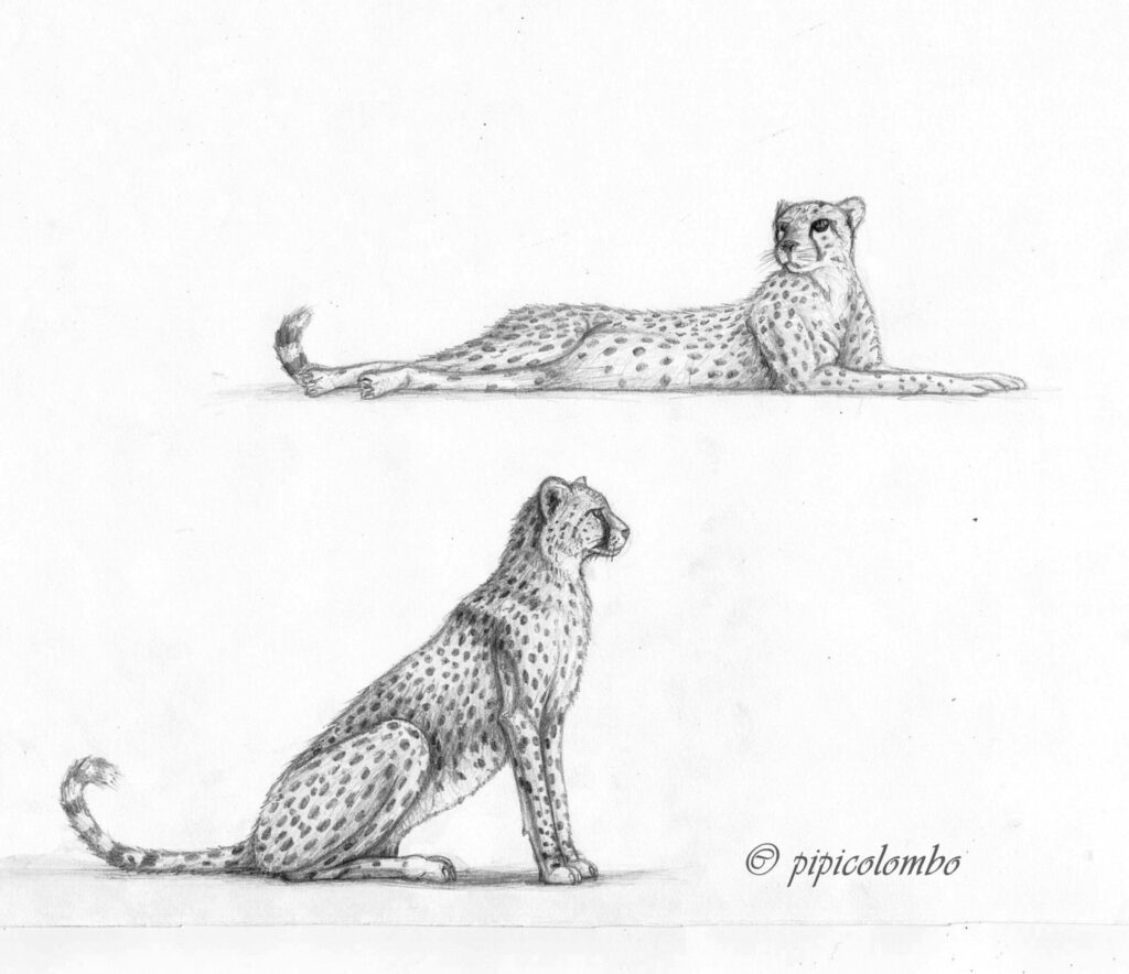 Cheetah Tattoo 134
