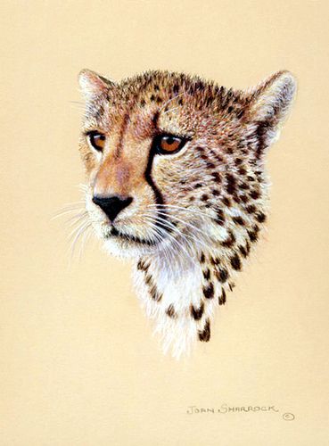 Cheetah Tattoo 135