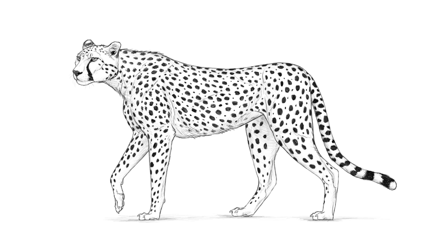 Toplist+ Beautiful Cheetah Tattoo Designs (2023) 870 Cheetah Tattoo 14
