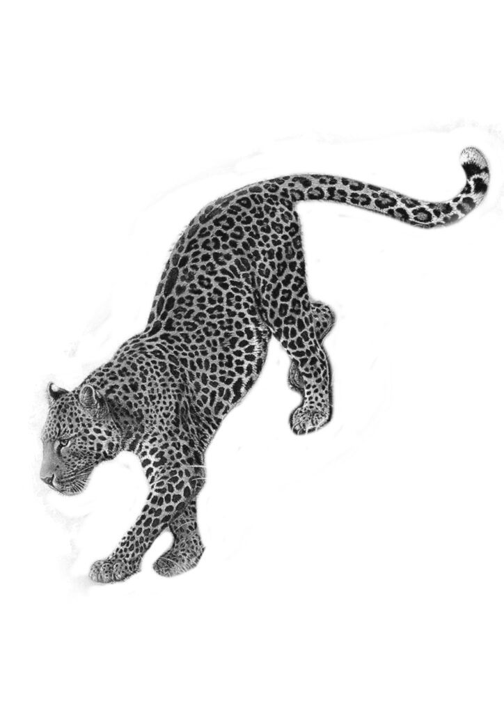 Cheetah Tattoo 163