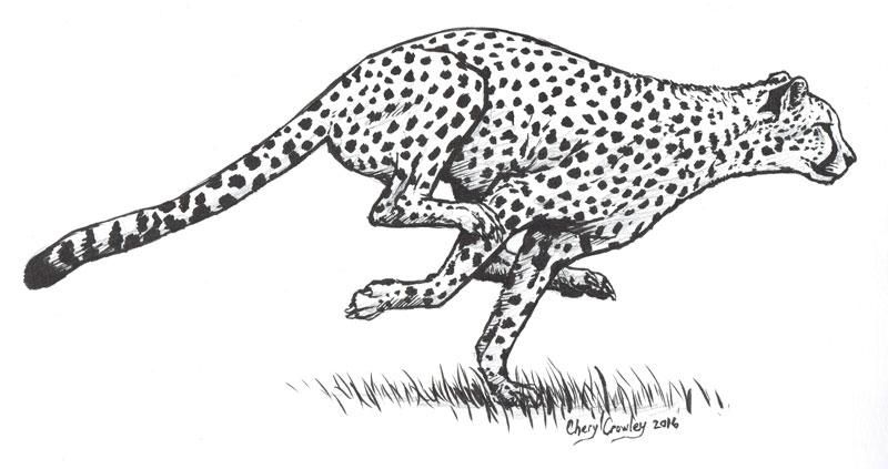 Cheetah Tattoo 17