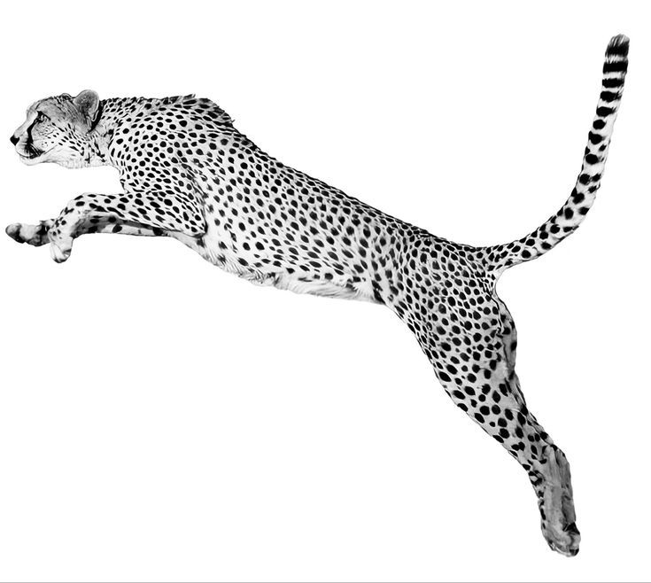 Cheetah Tattoo 180