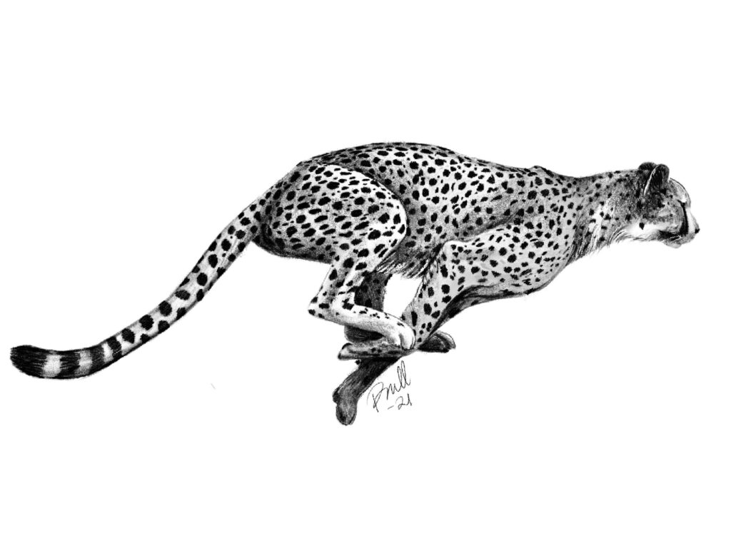 Toplist+ Beautiful Cheetah Tattoo Designs (2023) 854 Cheetah Tattoo 5