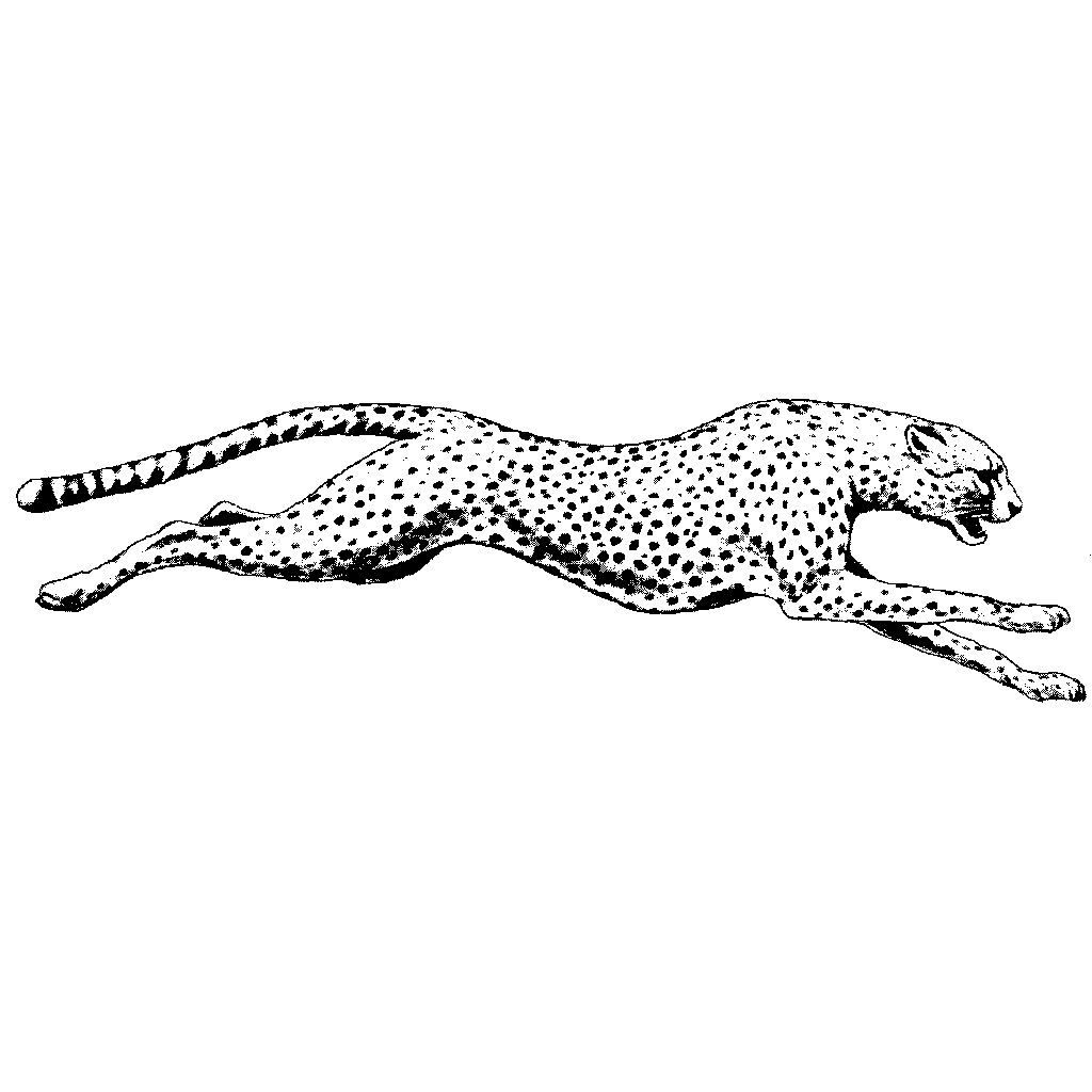 Cheetah Tattoo 60