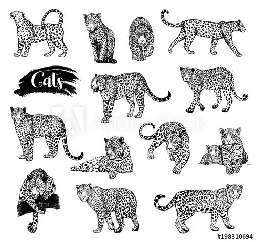 Cheetah Tattoo 82