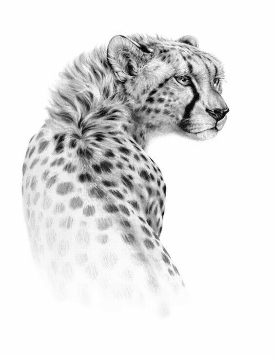 Toplist+ Beautiful Cheetah Tattoo Designs (2023) 952 Cheetah Tattoo 94