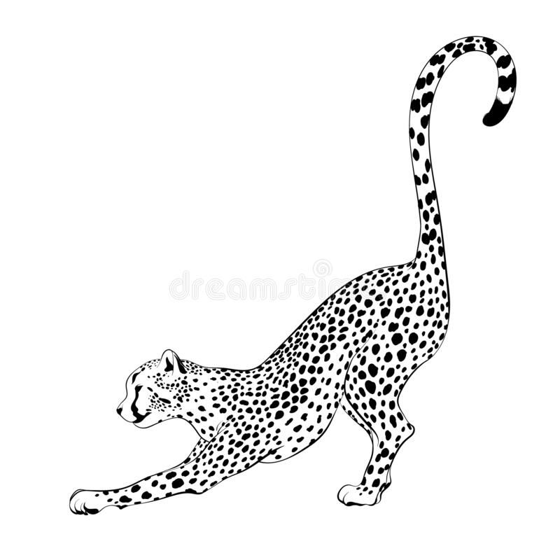 Cheetah Tattoo 99