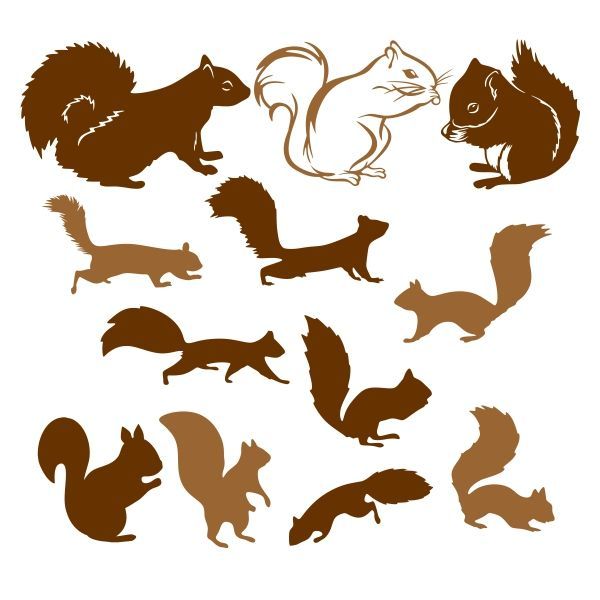Squirrel Tattoo 176