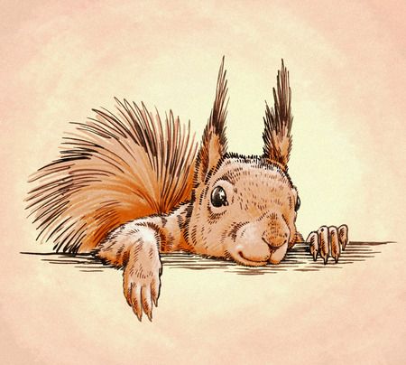 Toplist+ Cute Squirrel Tattoo Designs (2023) 1106 Squirrel Tattoo 210