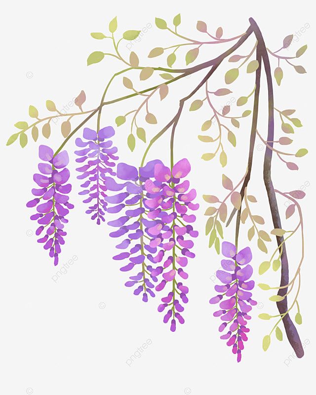 Wisteria Tattoos 103