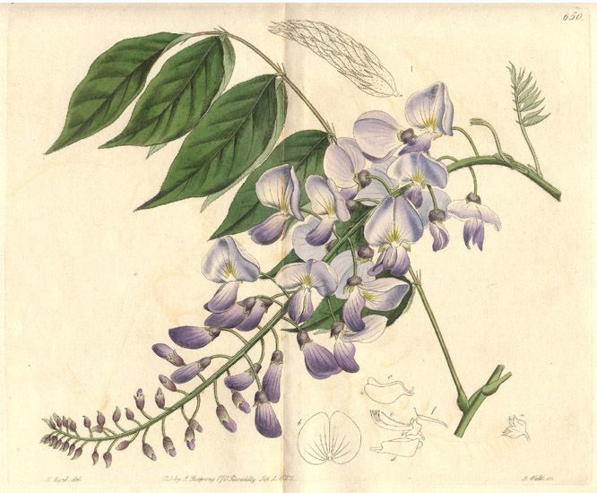 Wisteria Tattoos 115
