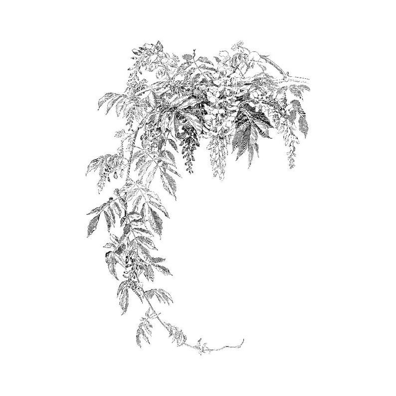 Wisteria Tattoos 118