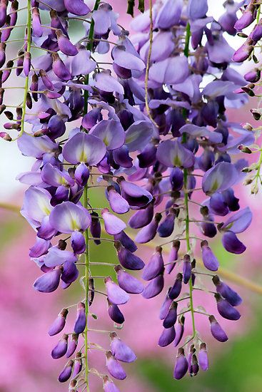 Wisteria Tattoos 125