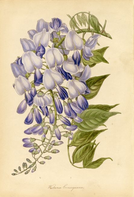 Wisteria Tattoos 135