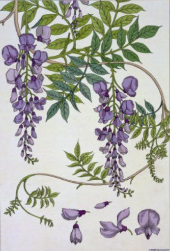 Wisteria Tattoos 157