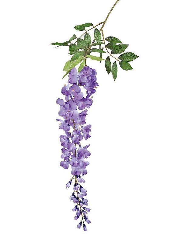 Wisteria Tattoos 163