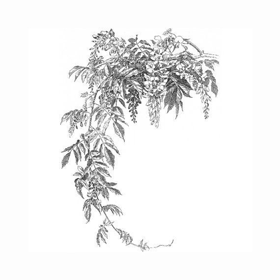 Wisteria Tattoos 165