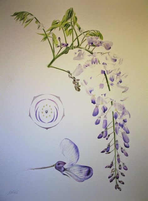 Wisteria Tattoos 174