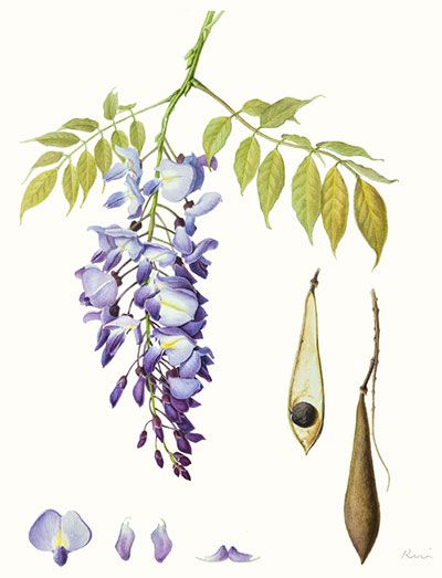 Wisteria Tattoos 177