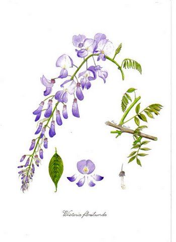 Wisteria Tattoos 187