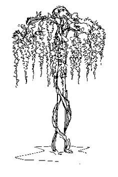 Wisteria Tattoos 188