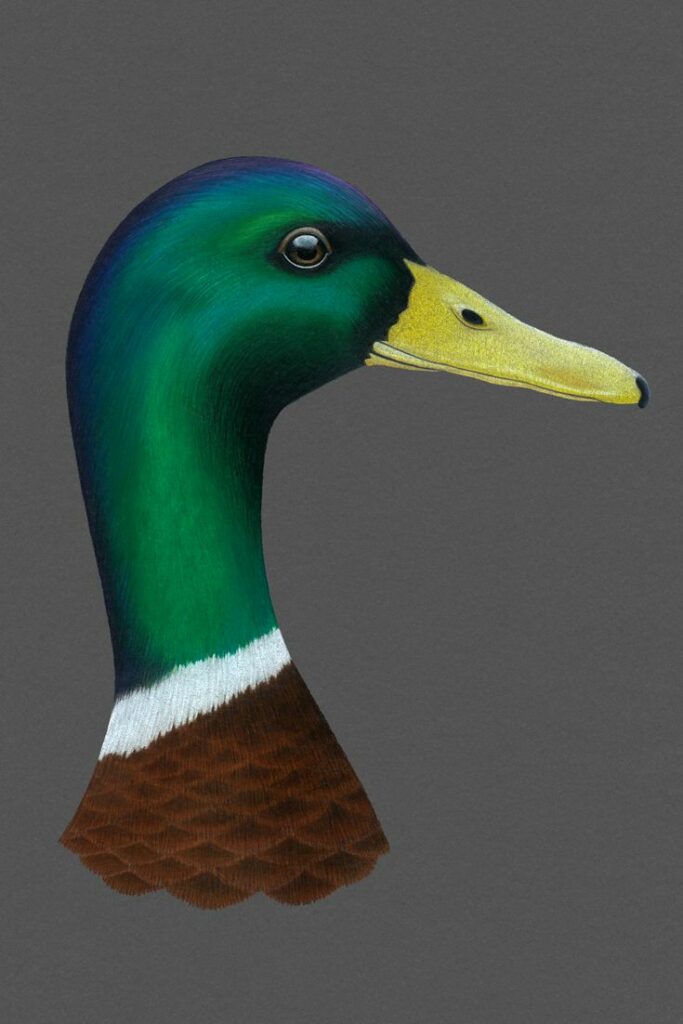 Duck Tattoo 136