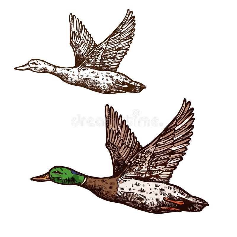 Duck Tattoo 137