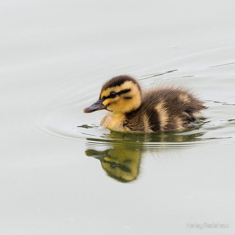Duck Tattoo 160