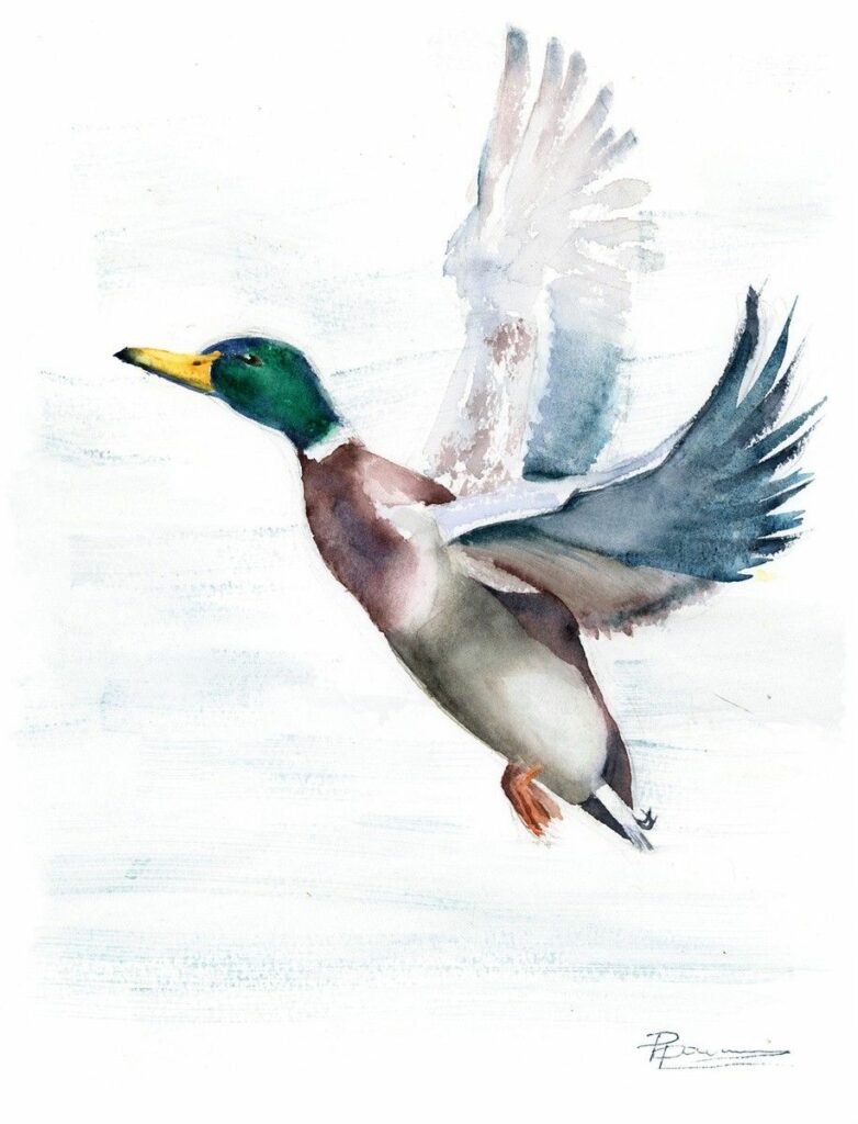Duck Tattoo 70